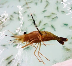 海老釣り場到着